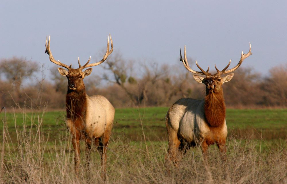 tule elk in natural environment